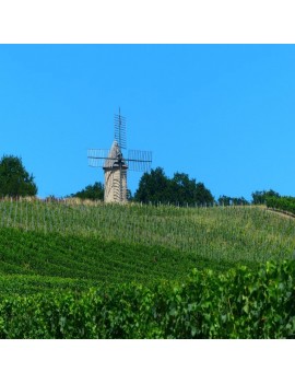 Château Mémoires vignoble